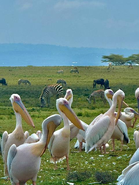       Flock of pelicans with zebras and wildebeest in a field.
  