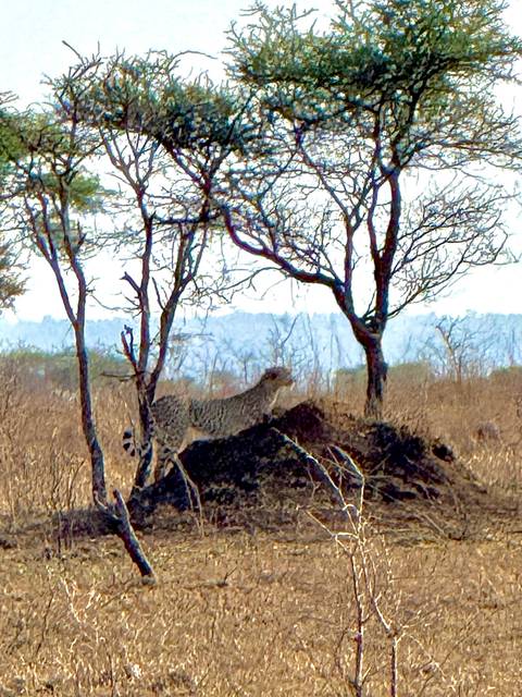       Cheetah standing on a termite mound under trees.
  