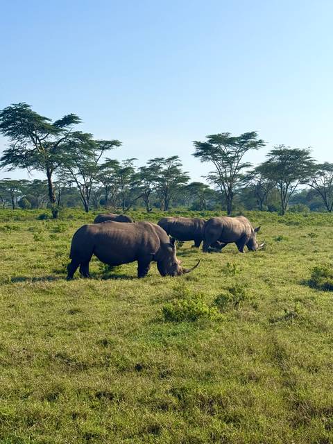       Rhinos grazing in the savannah.
  
