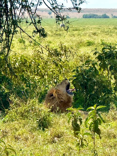       Lion yawning amidst green foliage.
  