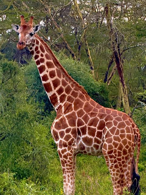       Close-up of a giraffe in a lush area.
  