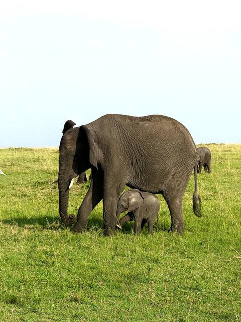       Elephant mother walking with her calf in a grassy plain.
  