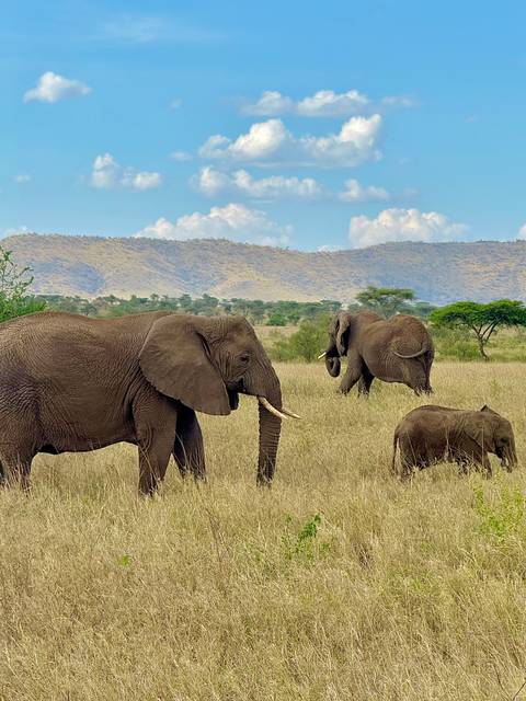       Family of elephants walking across a vast grassy landscape.
  