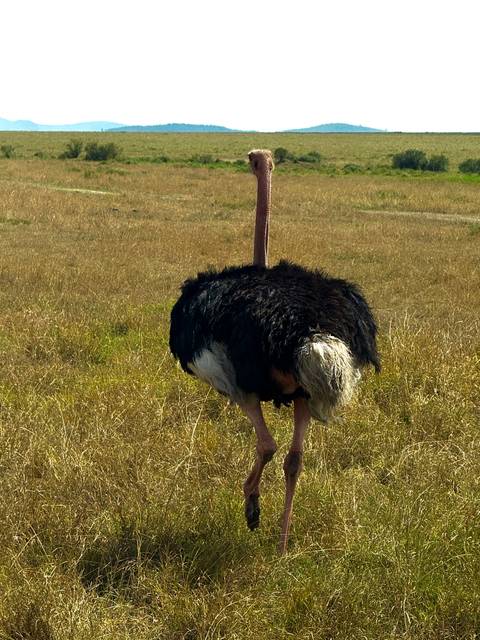       Ostrich standing in a dry grass field.
  