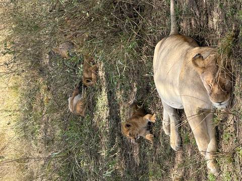       Lioness and cubs resting under a tree in the grass.
  