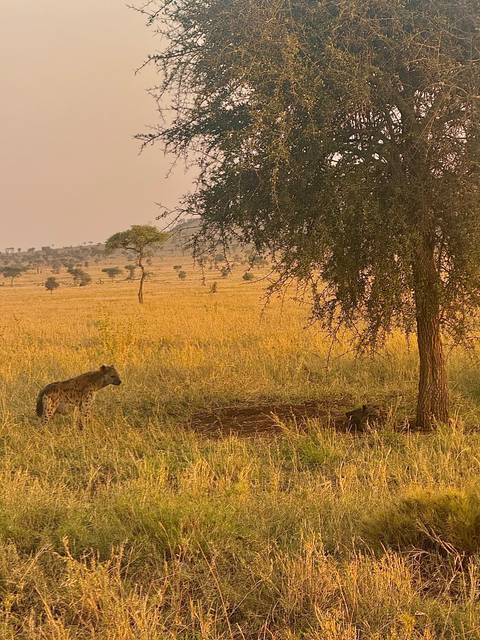       Hyenas resting in a savannah landscape under a tree.
  