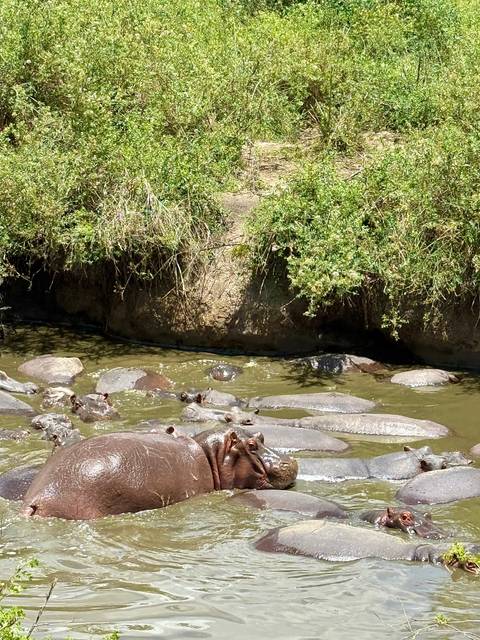       Group of hippos in a muddy waterhole.
  