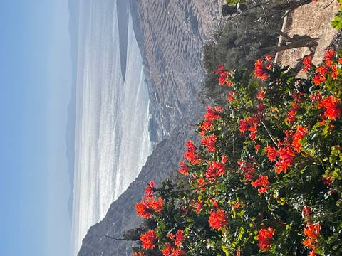 Vibrant flowers with a view of the sea in the background.