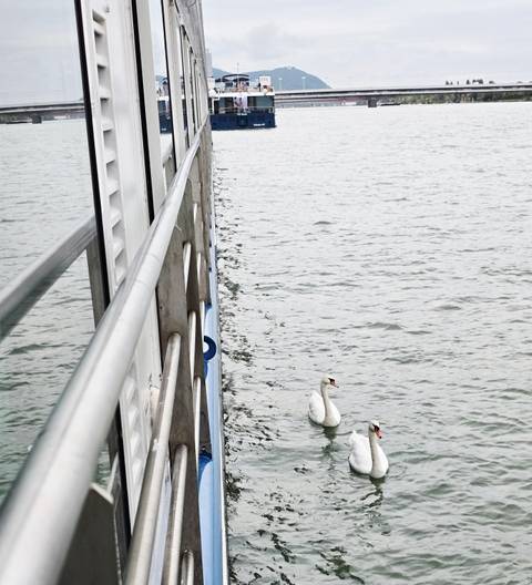       Two swans swimming beside a railing on a body of water.
  
