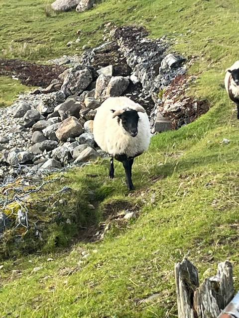       A sheep standing on a grassy slope near rocks.
  