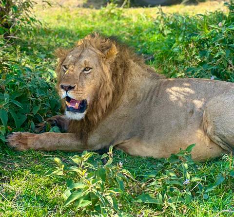 Close-up of a lion resting in the grass