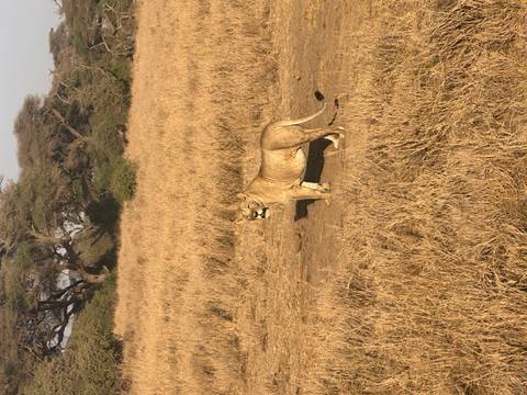 Lioness standing in dry savannah landscape