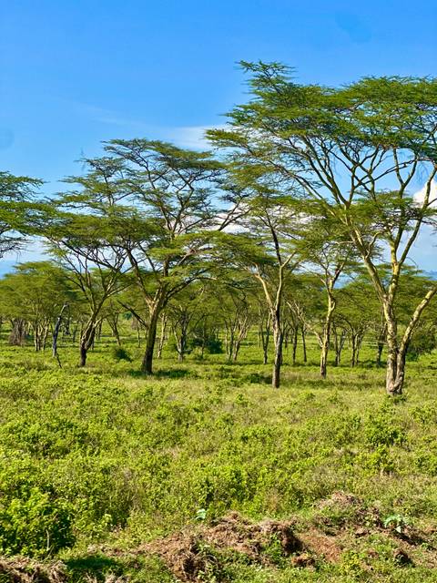 Green tree-filled landscape with distant hills