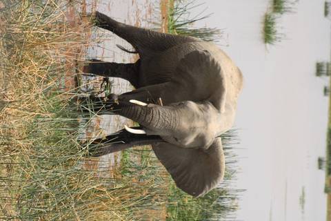 Elephant playing in shallow water and grass