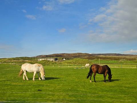 Two horses grazing on a green field with hills in the background.