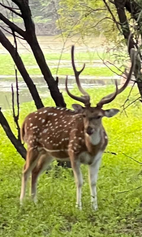 Blurry image of a deer in a forest