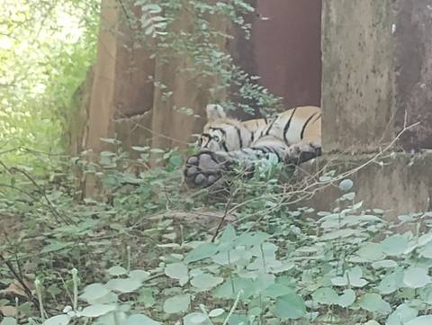 A sleeping tiger partially hidden by vegetation.
