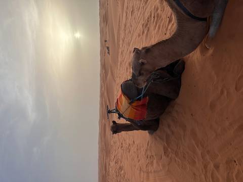       Two camels resting in the desert at sunset.
  