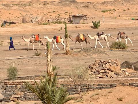 A caravan of camels walking through a desert landscape.