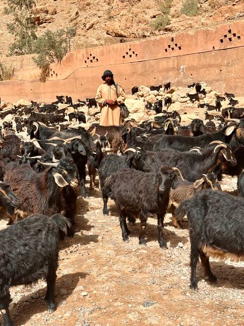 A goat herd in a rocky landscape.