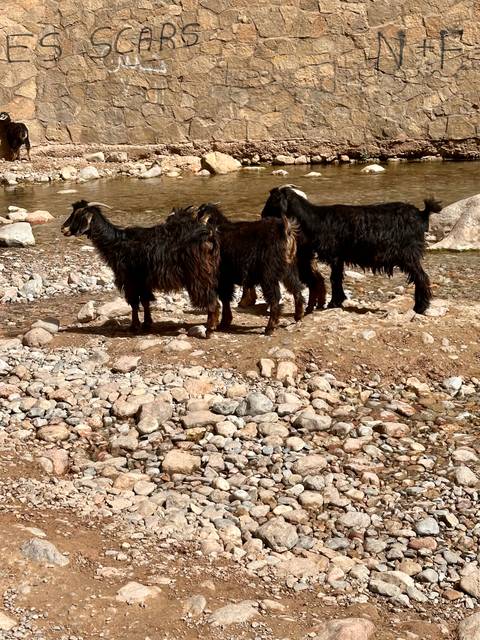       Goats near a riverbend with rocks and water.
  