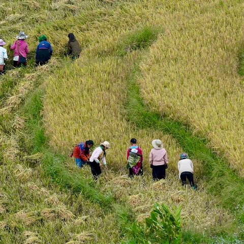 Group of people harvesting rice in a field.