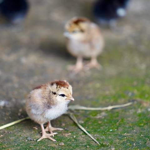       Two small, fluffy chicks on a rough ground.
  