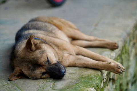       Dog sleeping on a cemented ledge.
  