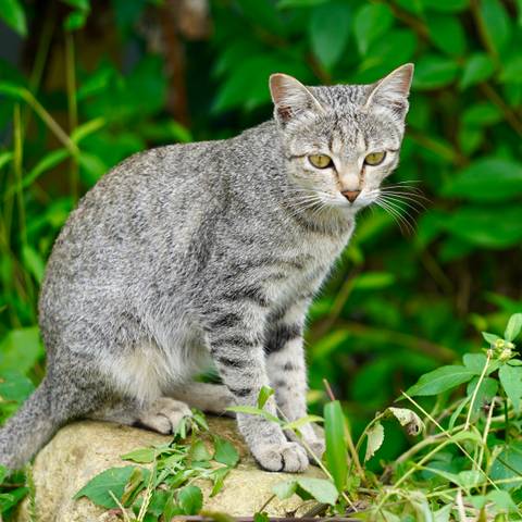       Gray tabby cat sitting among green leaves.
  