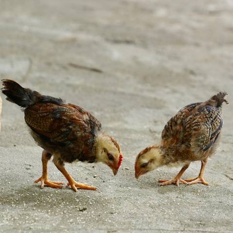       Two young chickens pecking at the ground.
  