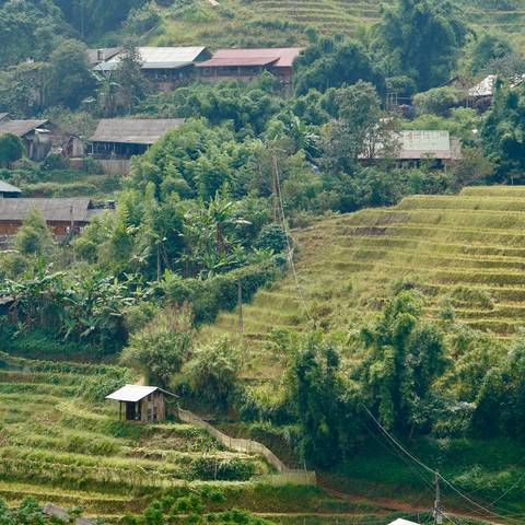      Lush greenery with terraces and houses in the background.
  