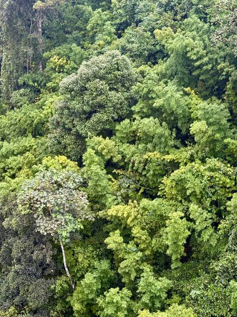 Dense green foliage with no specific subject.