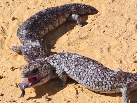 Two lizards on a sandy ground.