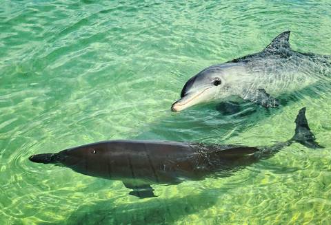       Two dolphins swimming in clear green water.
  