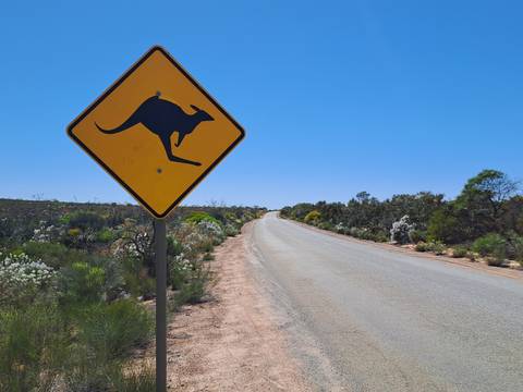       Kangaroo crossing sign on an open road under clear skies.
  