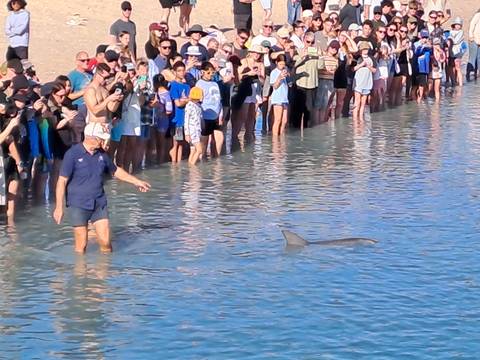       People standing in shallow water watching a dolphin.
  