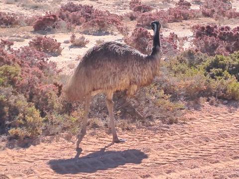 Emu walking in a dry, grassy landscape.