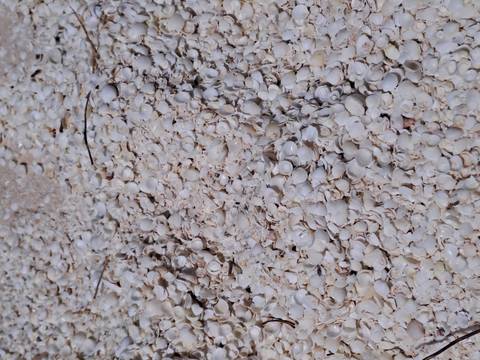       Close-up of white seashells on a beach.
  
