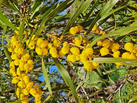 Bright yellow flowers on a tree branch.