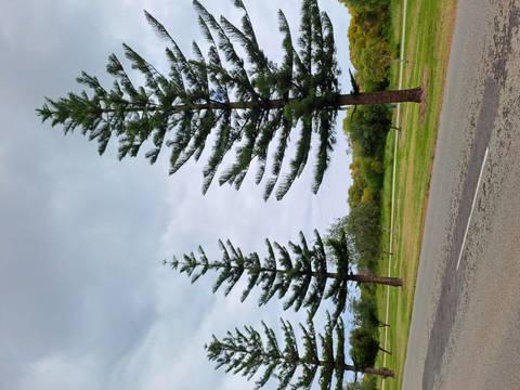      Tall pine trees lining a road under a cloudy sky.
  