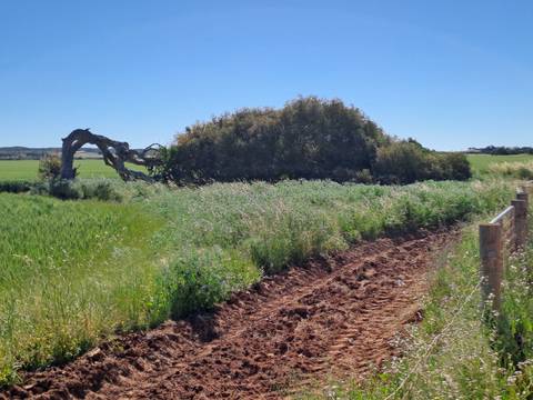       Fallen tree in a field with surrounding vegetation.
  