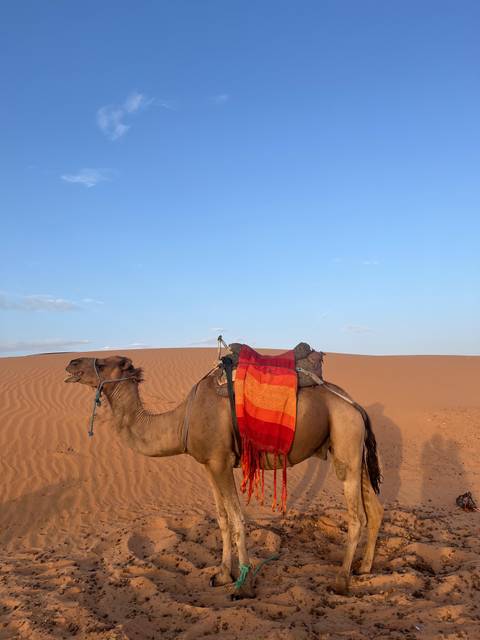       Camel standing in a desert landscape with clear blue sky.
  