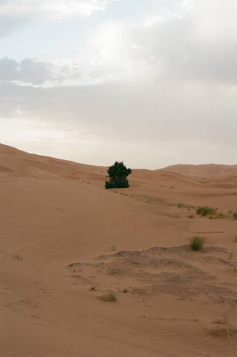       Lone tree in a vast desert landscape.
  
