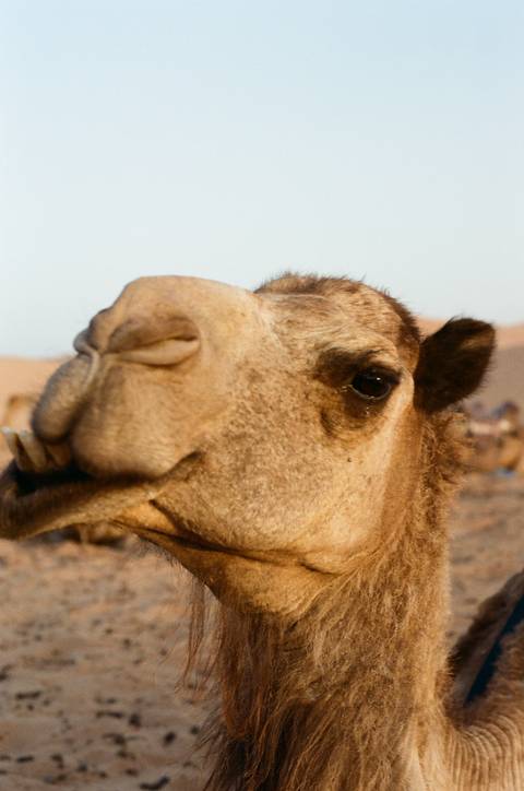       Close-up of a camel's face in the desert.
  