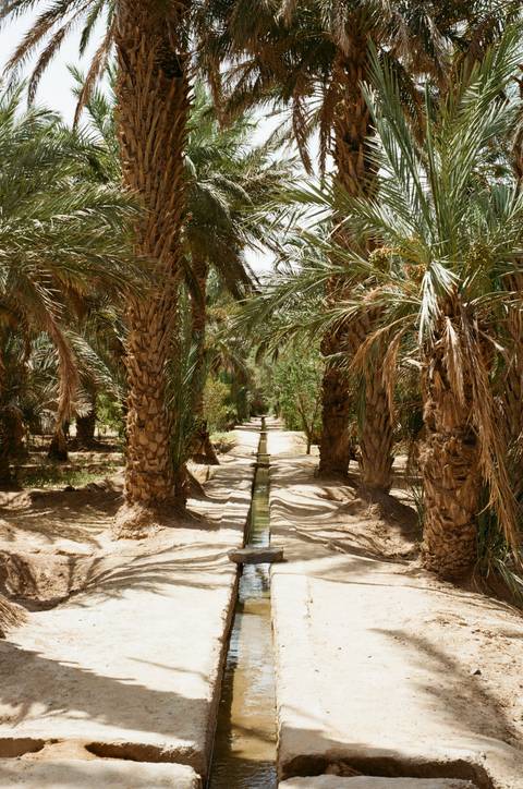 Pathway lined by palm trees with irrigation channel.