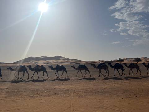       Caravan of camels crossing the desert with dunes in the background.
  