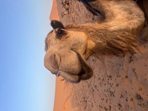Close-up of a camel in a desert setting with a blue sky.