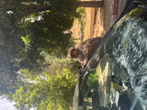       A monkey resting on a car roof surrounded by greenery.
  