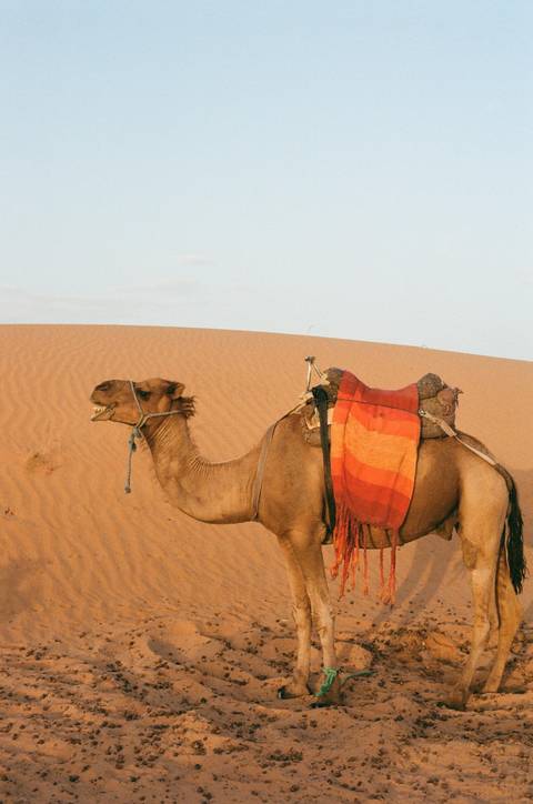 Camel in the desert with sand dunes in the background.