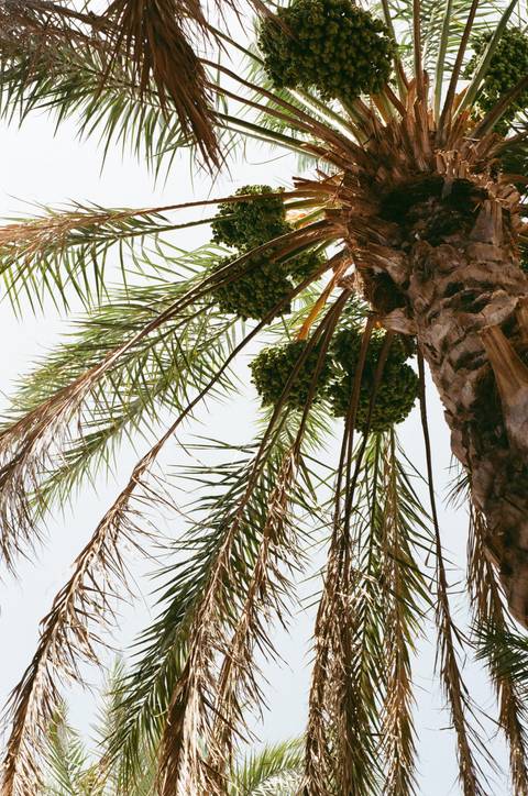 Palm tree with clusters of dates hanging beneath.
